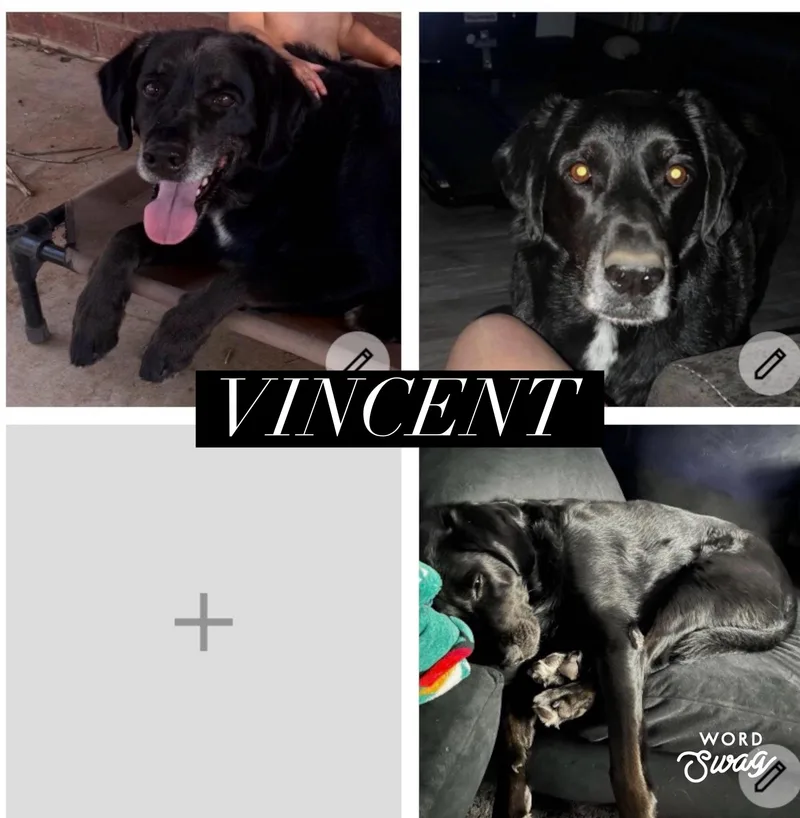 Vincent