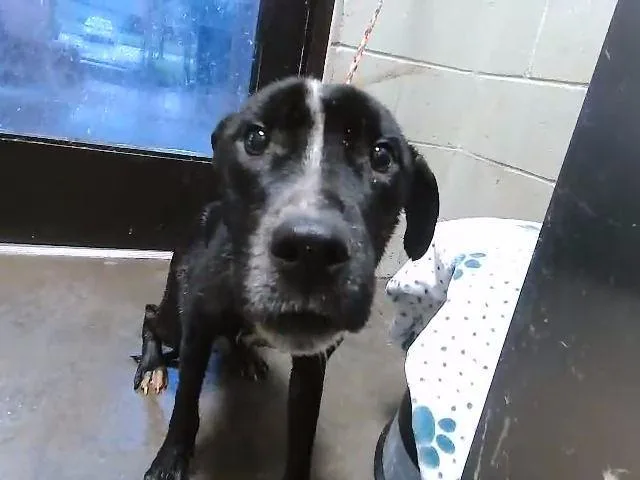 A young small-sized male Pit Bull Terrier dog named Porky for adoption in Tulsa, OK