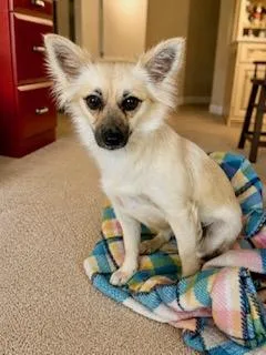 Heidi