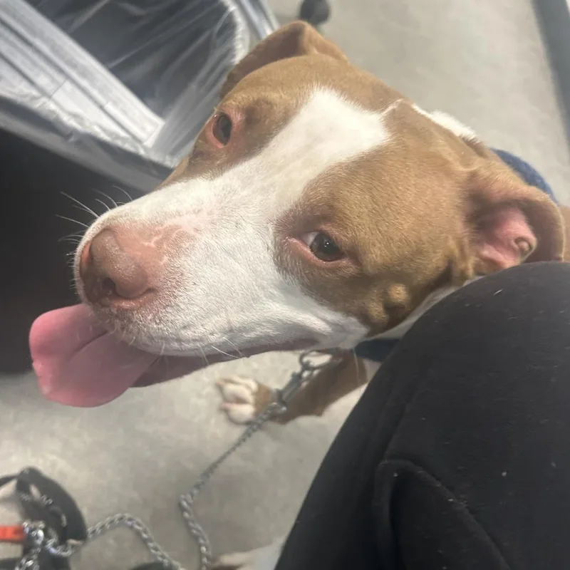 An adult medium-sized female Brown / Chocolate Mixed Breed dog named Polly for adoption in Philadelphia, PA