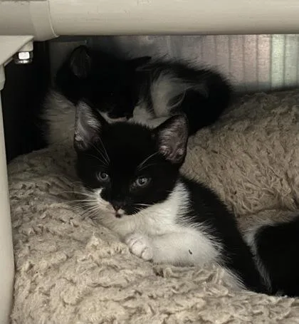 A baby small-sized male Black & White / Tuxedo Domestic Short Hair cat named Mr. Sugarplum for adoption in Annapolis, MD