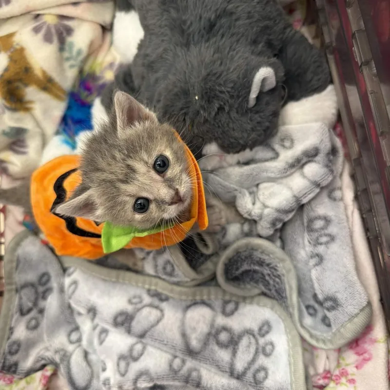 A baby small-sized female Domestic Short Hair cat named Groovy for adoption in Delaware, OH