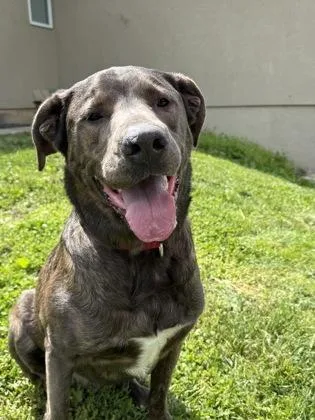 An adult extra large-sized male Gray / Blue / Silver Mixed Breed dog named Oscar for adoption in Kansas City, MO