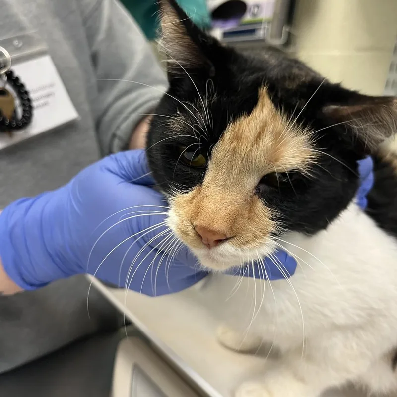 An adult medium-sized female Calico Domestic Short Hair cat named Summer for adoption in Charlottesville, VA