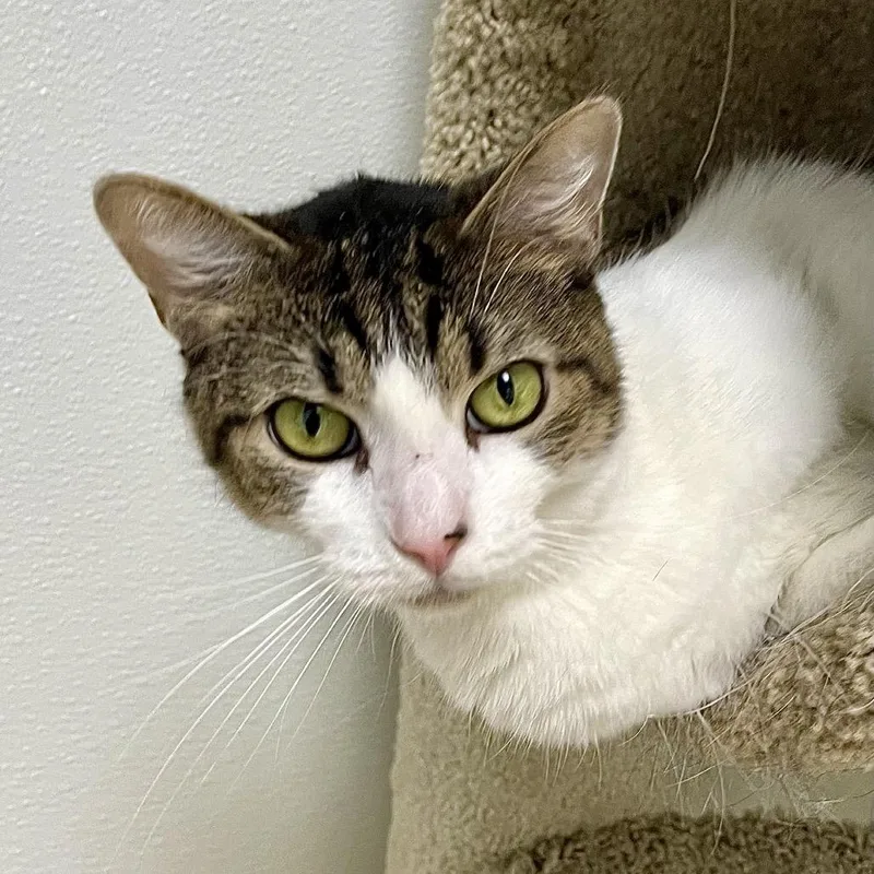 Jackalope thumbnail 2