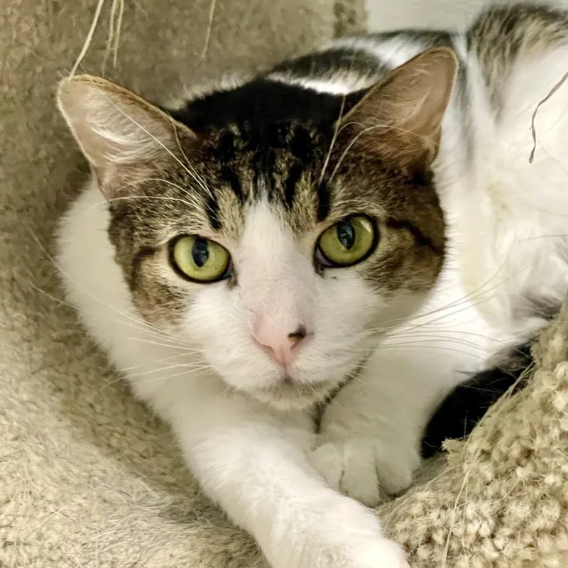 Jackalope thumbnail 4