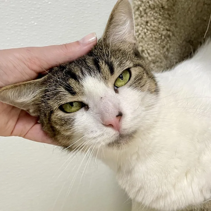 Jackalope thumbnail 5