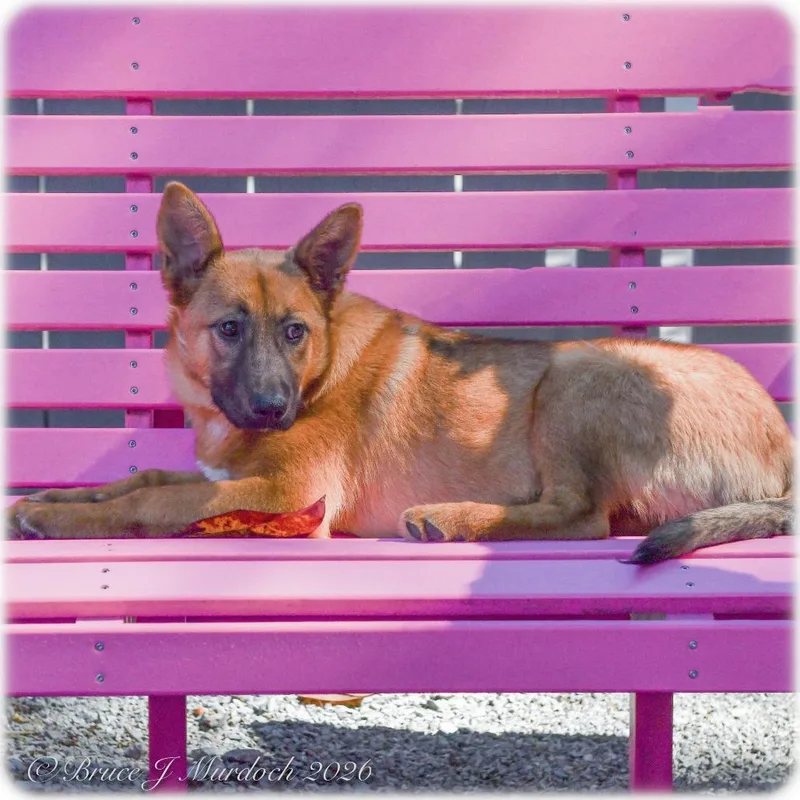 A baby medium-sized female Brown / Chocolate German Shepherd Dog dog named Kanako for adoption in Wake Forest, NC