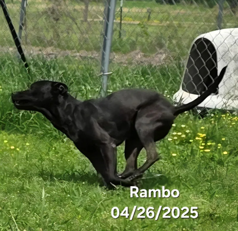Rambo thumbnail 2
