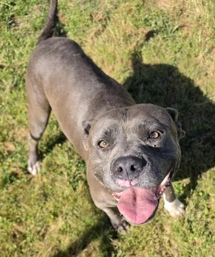 An adult large-sized female Pit Bull Terrier dog named Diamond for adoption in Conway, SC