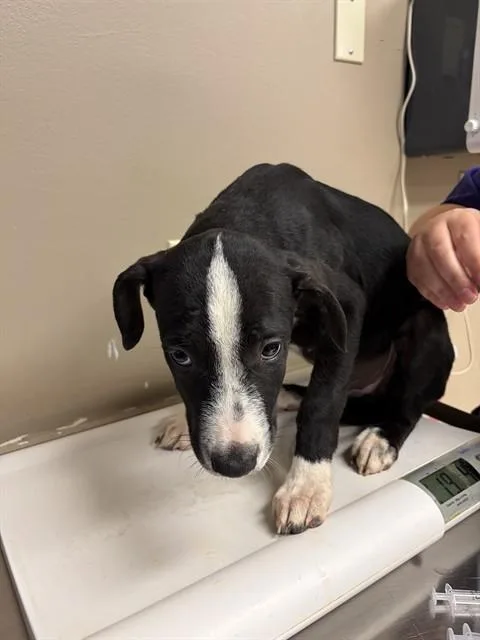 A baby small-sized male Labrador Retriever dog named Neo for adoption in Conroe, TX