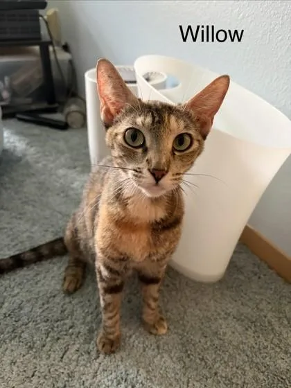 An adult small-sized female Domestic Short Hair cat named Willow for adoption in Honolulu, HI