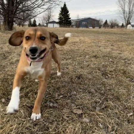 Jelly Bean thumbnail 2