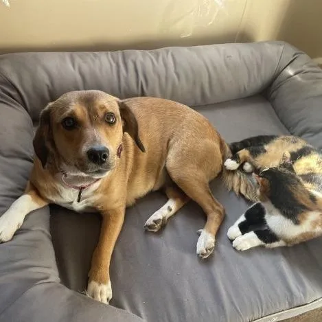 Jelly Bean thumbnail 3