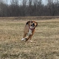 Jelly Bean thumbnail 4