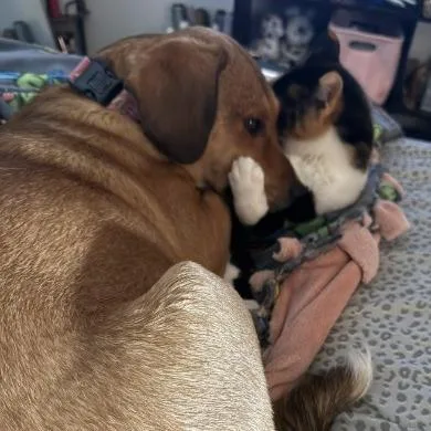 Jelly Bean thumbnail 6