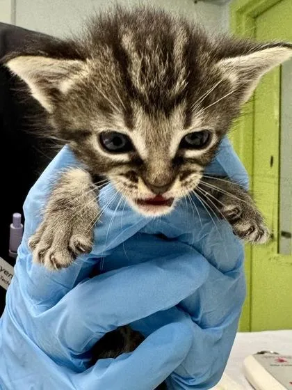 A baby small-sized female Domestic Short Hair cat named Perseverance for adoption in Daytona Beach, FL