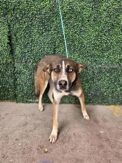 An adult medium-sized male Black Shepherd dog named Kirby for adoption in El Paso, TX