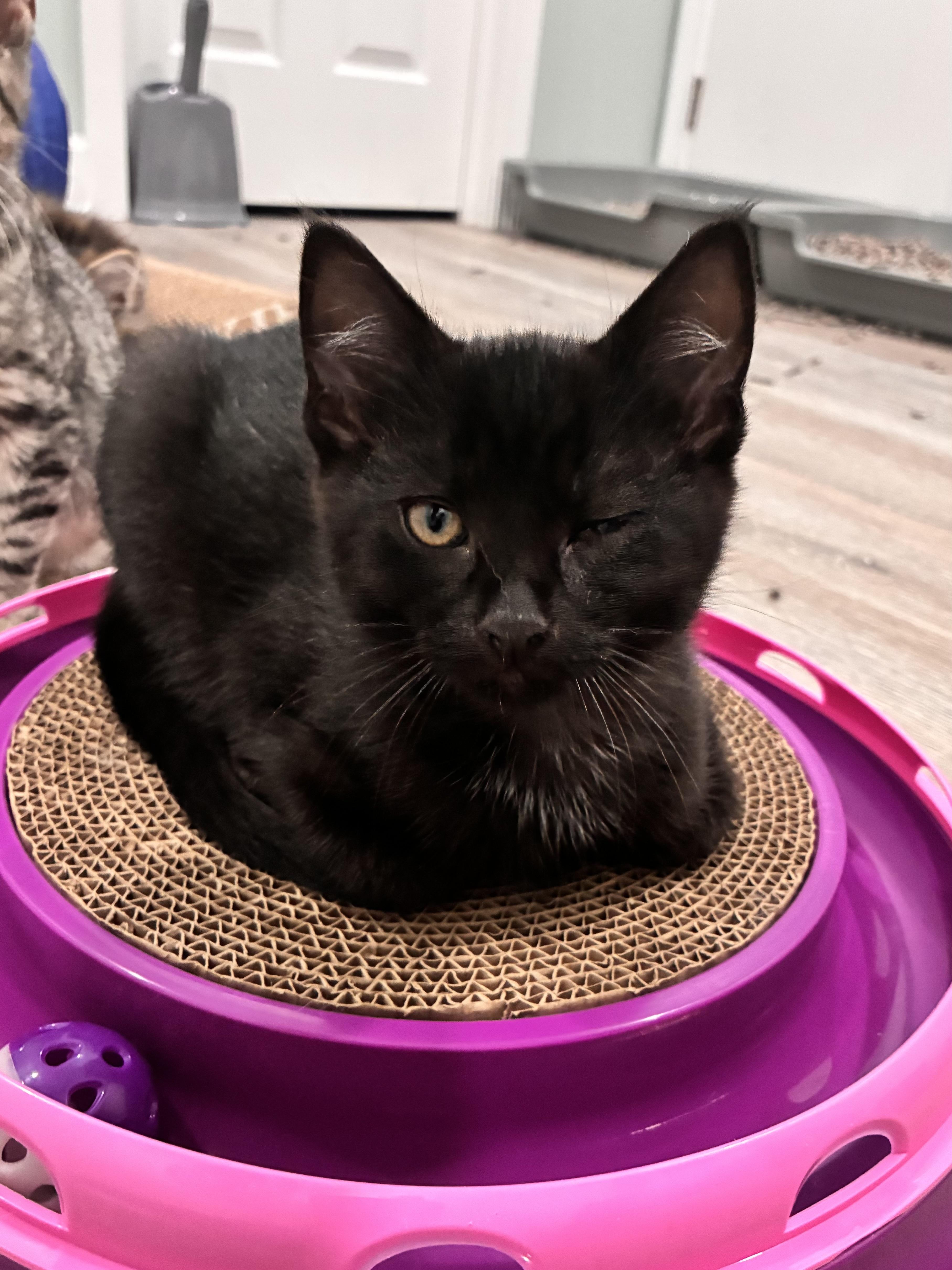 A baby medium-sized male Black Domestic Short Hair cat named Delphin for adoption in Albany, NY