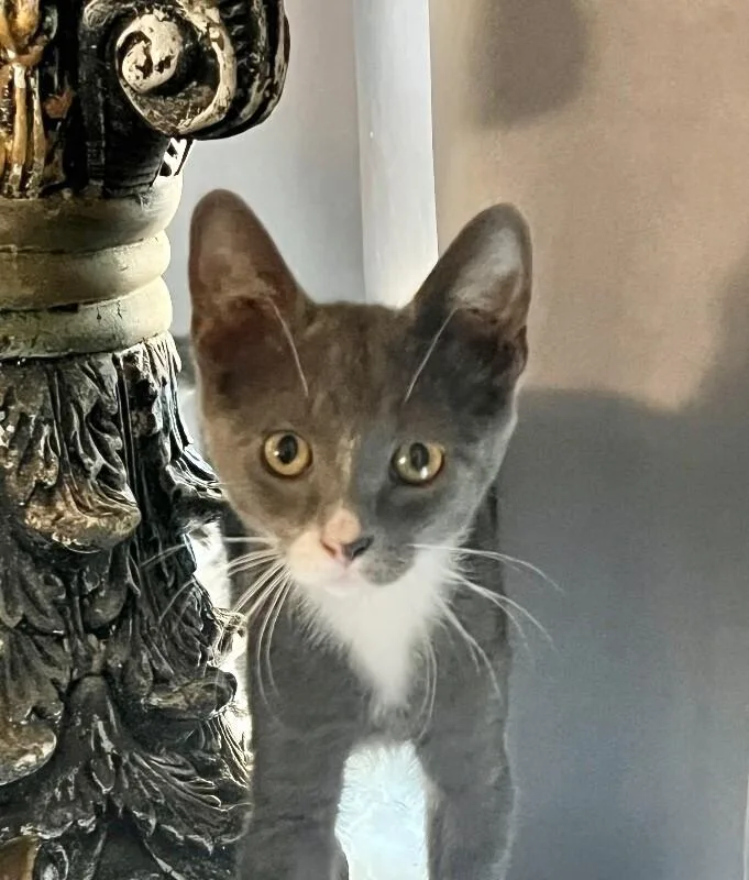 Smokey  Singleton thumbnail 3