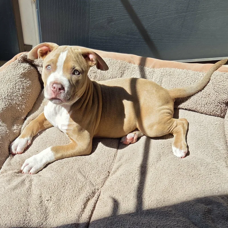A baby medium-sized male Golden Pit Bull Terrier dog named Trevor for adoption in Schenectady, NY