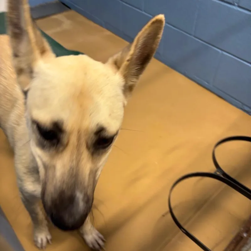 A baby small-sized female White / Cream Shepherd dog named TXACStray for adoption in Portland, TX