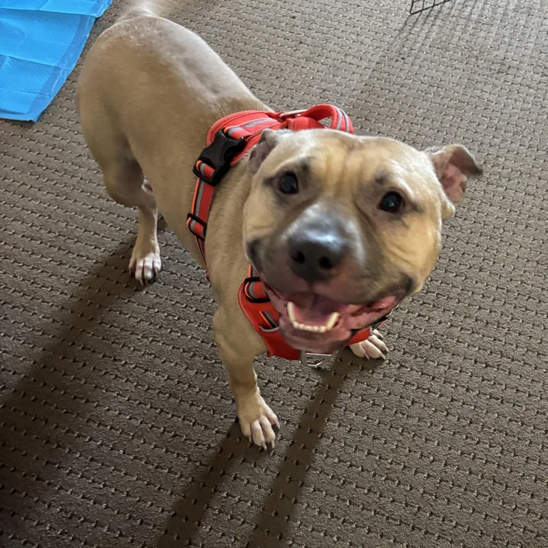 An adult medium-sized male Mixed Breed dog named Apple Jack for adoption in Oak Park, MI