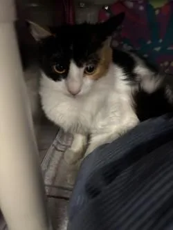 An adult small-sized female Domestic Short Hair cat named Beta for adoption in Scotia, NY
