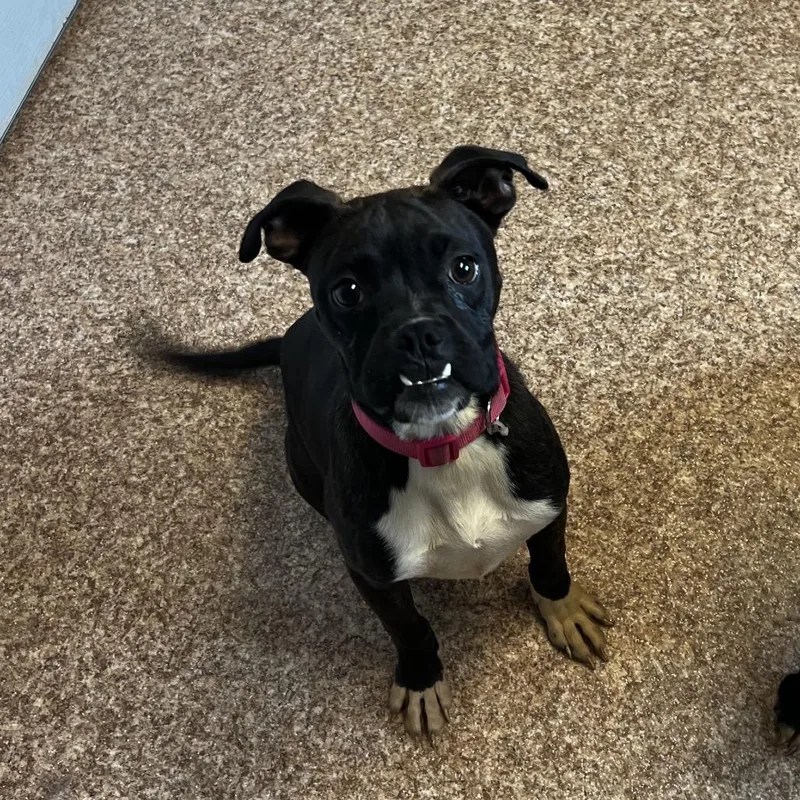A young small-sized female Black Boston Terrier dog named Lucy for adoption in Harrisville, WV