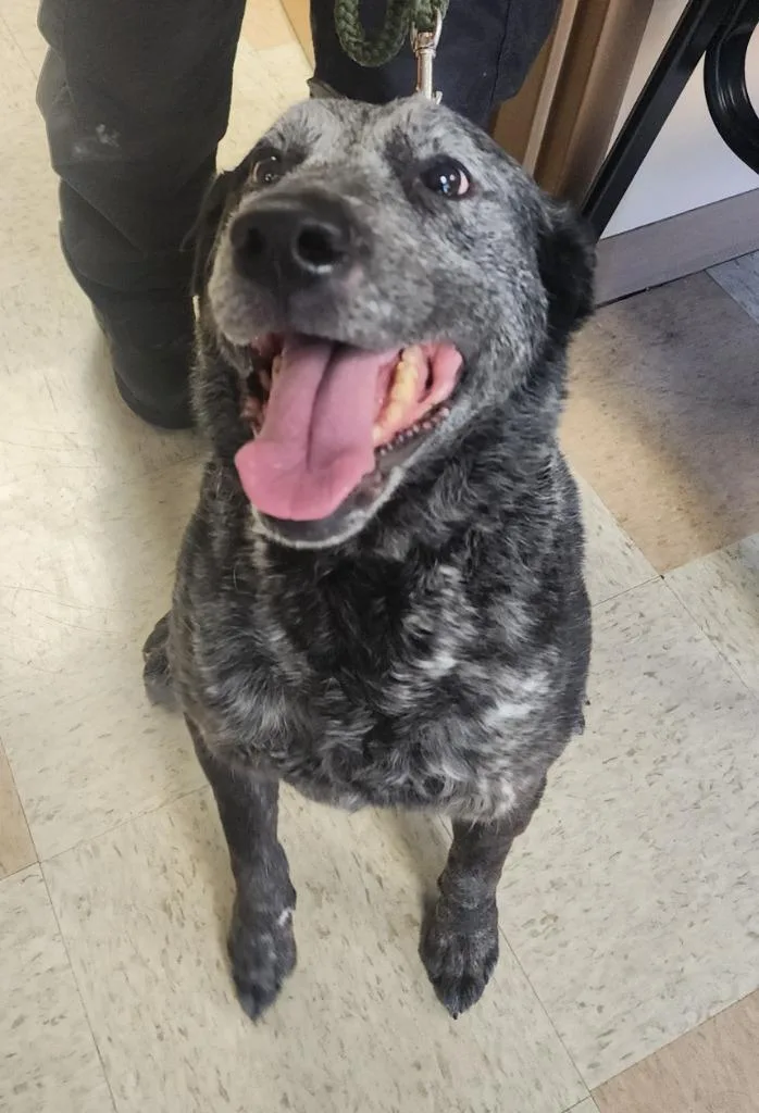 An adult large-sized female Cattle Dog dog named Yona for adoption in Maumelle, AR
