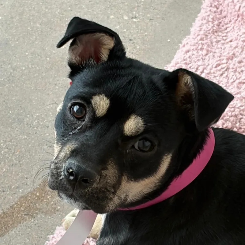 A young small-sized female Mixed Breed dog named Carlota for adoption in Middletown, RI