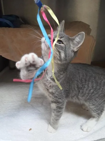 A baby medium-sized male Domestic Short Hair cat named Smokie for adoption in Westland, MI