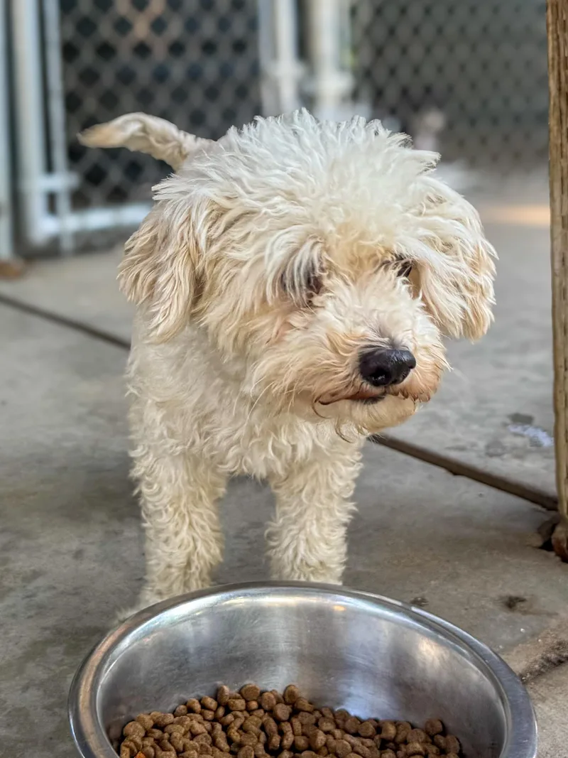 An adult small-sized female White / Cream Poodle dog named Pismo for adoption in Fresno, CA