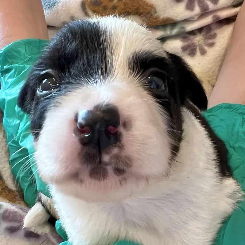 A baby medium-sized female Black Hound dog named #9 (Cinderella) for adoption in Chicago, IL