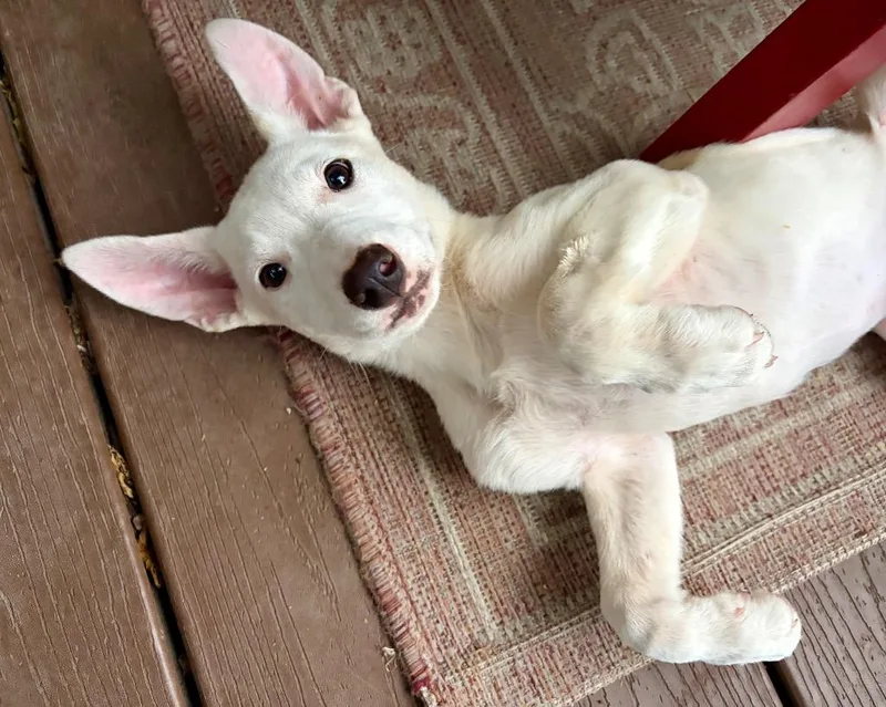 A baby medium-sized female Australian Cattle Dog / Blue Heeler dog named French Breakfast for adoption in Fort Lupton, CO