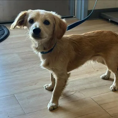 A young small-sized male Yellow / Tan / Blond / Fawn Chihuahua dog named 26-686 for adoption in Los Banos, CA