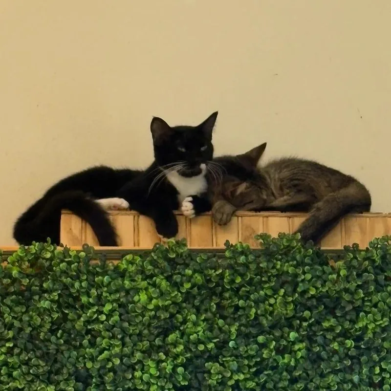 Cookie Dough thumbnail 2