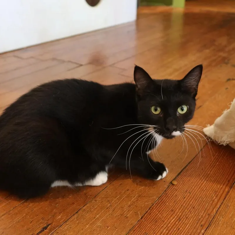 Cookie Dough thumbnail 3