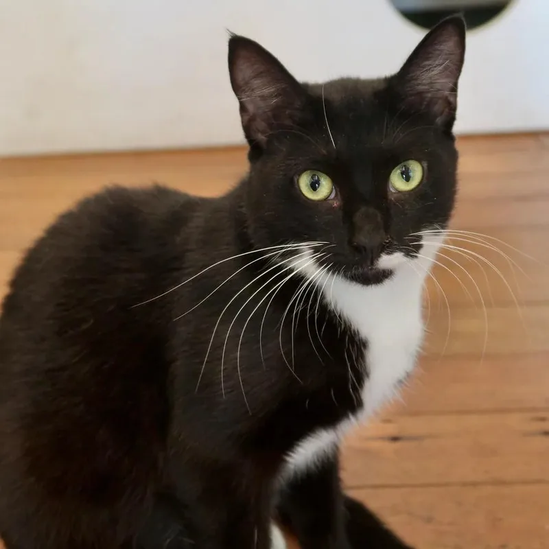 Cookie Dough thumbnail 4