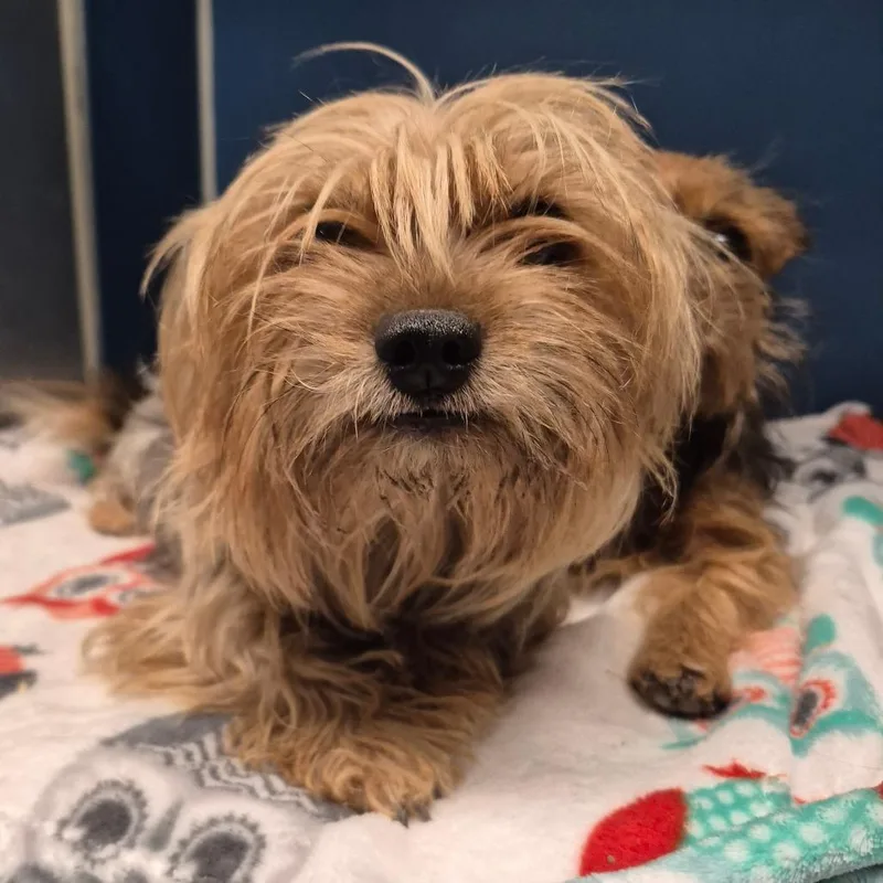 An adult small-sized female Yorkshire Terrier dog named Paleta for adoption in Yuma, AZ