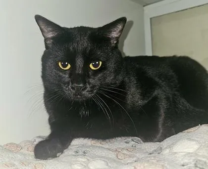 An adult small-sized male Domestic Short Hair cat named Pasquillie for adoption in Phoenix, AZ