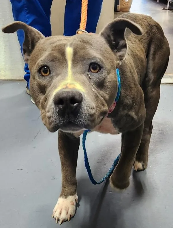 An adult medium-sized female Pit Bull Terrier dog named Nala for adoption in Dallas, GA