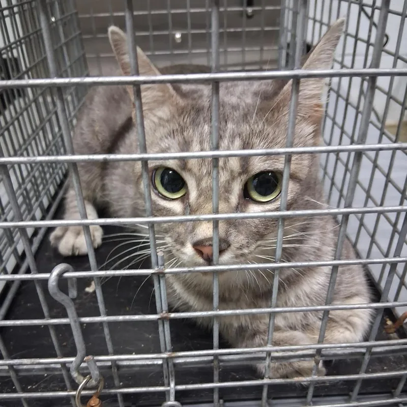 An adult medium-sized female Gray / Blue / Silver Domestic Short Hair cat named Classy for adoption in Summerville, SC