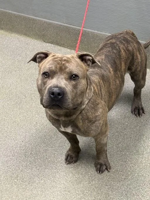 A young medium-sized male Pit Bull Terrier dog named Kangaroo for adoption in Las Vegas, NV