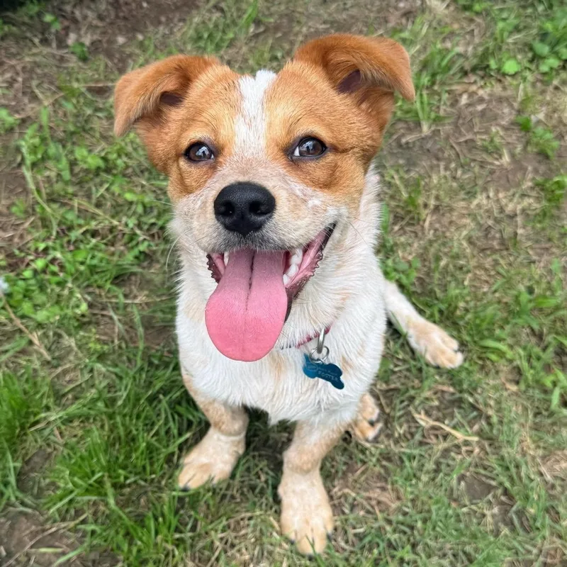A baby small-sized male Australian Cattle Dog / Blue Heeler dog named Chili for adoption in Fort Worth, TX