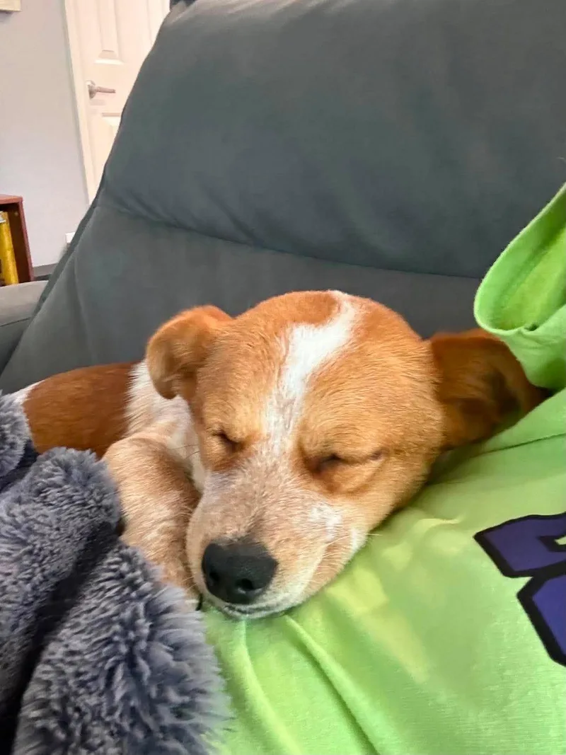 Chili thumbnail 4