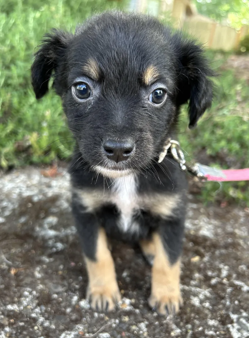 Maple
