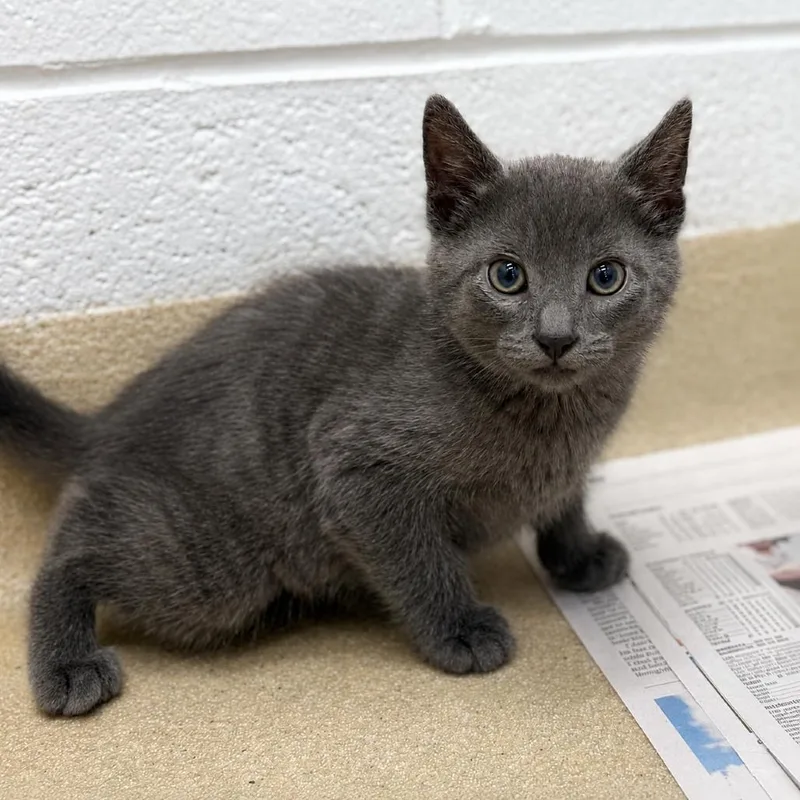 A baby small-sized female Gray / Blue / Silver Domestic Short Hair cat named Chevy for adoption in Marshall, VA