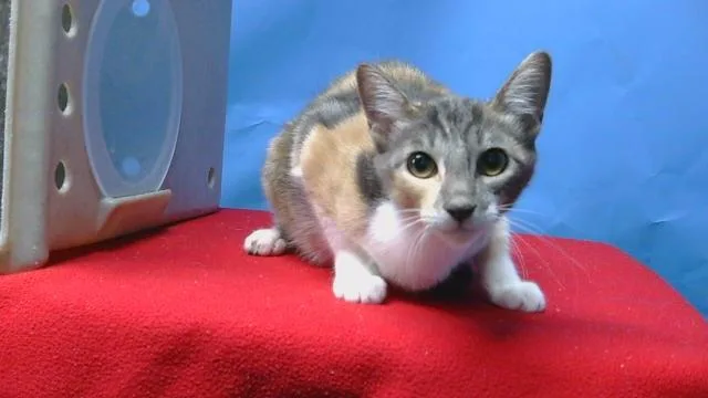 A young medium-sized female Domestic Short Hair cat named Spunkarita for adoption in Gardena, CA