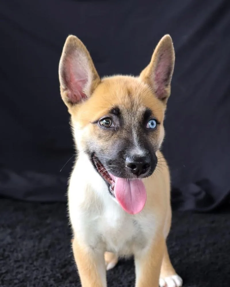 A baby medium-sized male White / Cream Shepherd dog named Rusty for adoption in Windsor Locks, CT